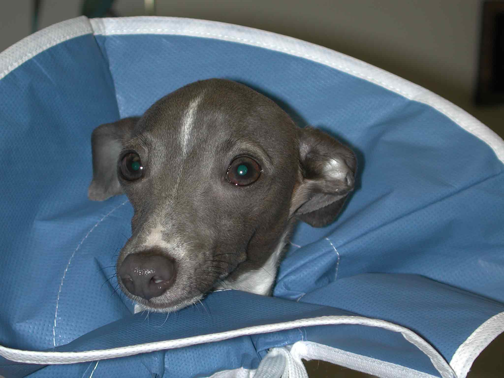 BellawithEcollarforweb.jpg