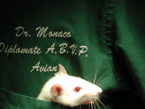 RatPocketPet.JPG